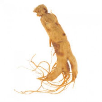 Ginseng Toz  100  GR